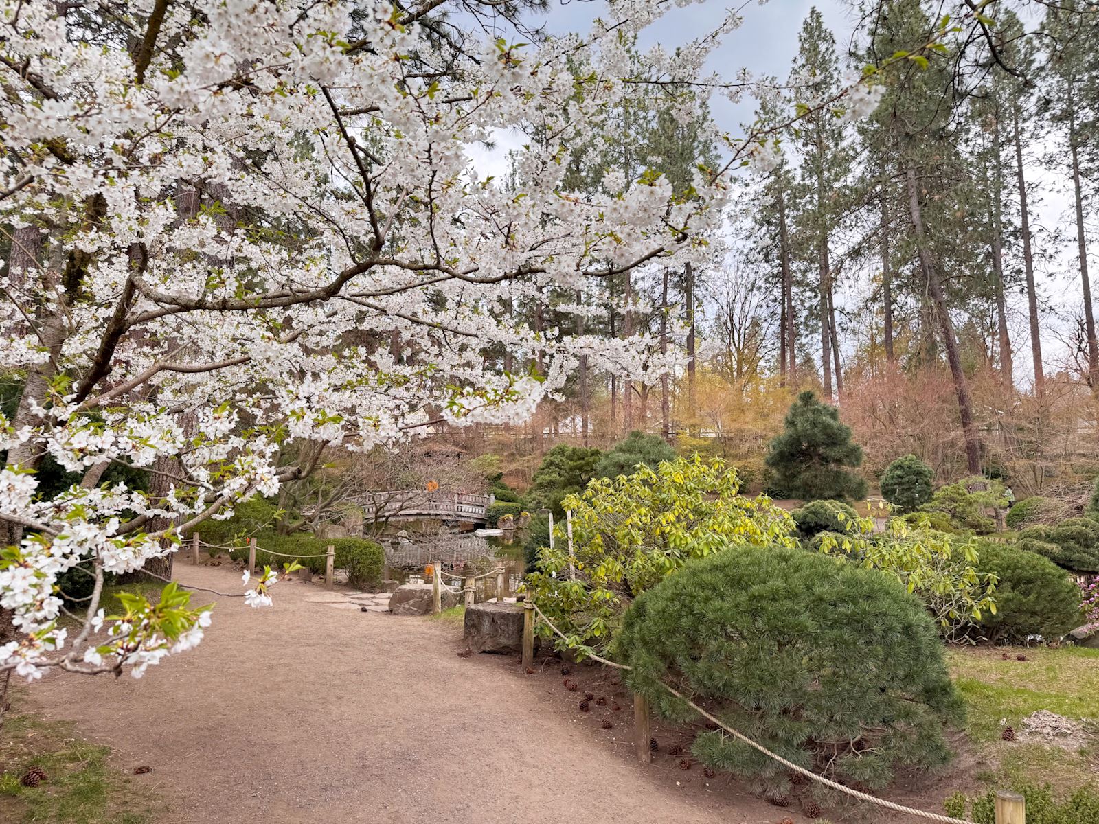 A beautiful white blooming tree inside the tranquil Nishinomiya Tsutakawa Japanese Garden at Manito Park. Captured during spring in the 99203 zip code of Spokane's South Hill neighborhood by local real estate broker Tyler Cummins.