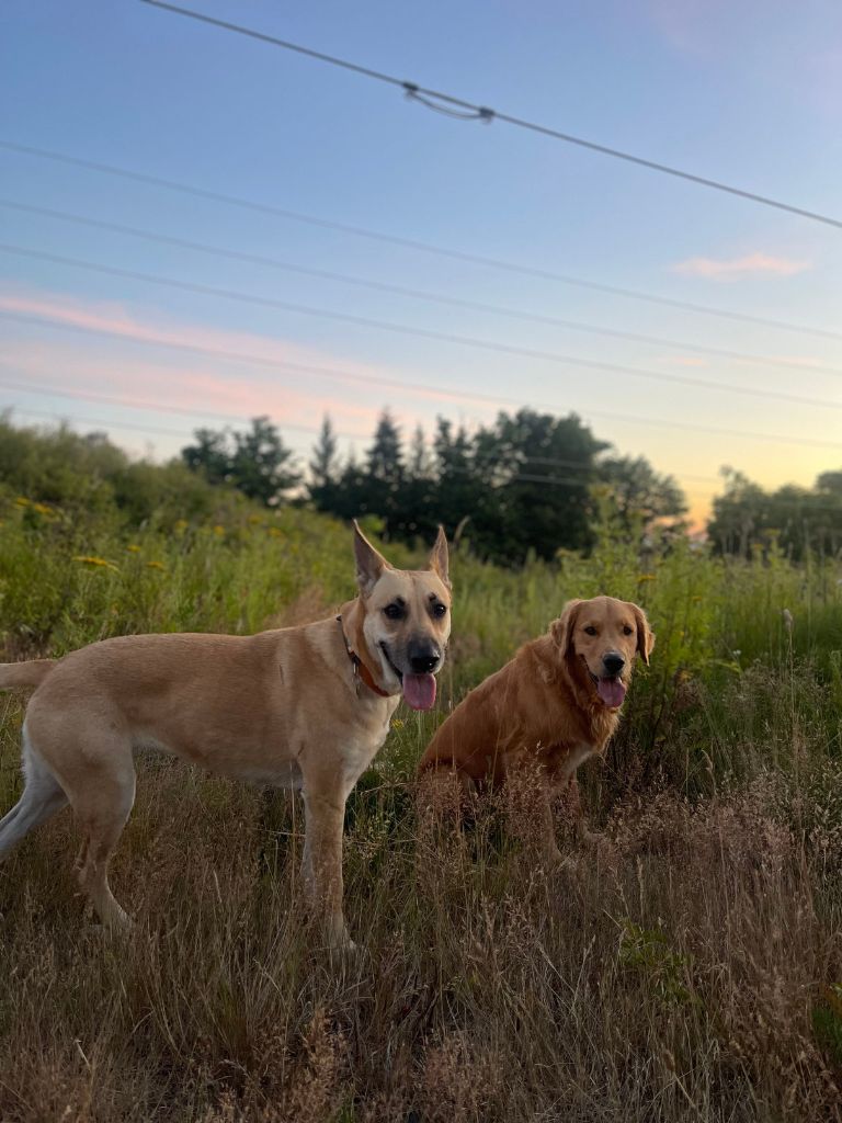 sarah's dogs