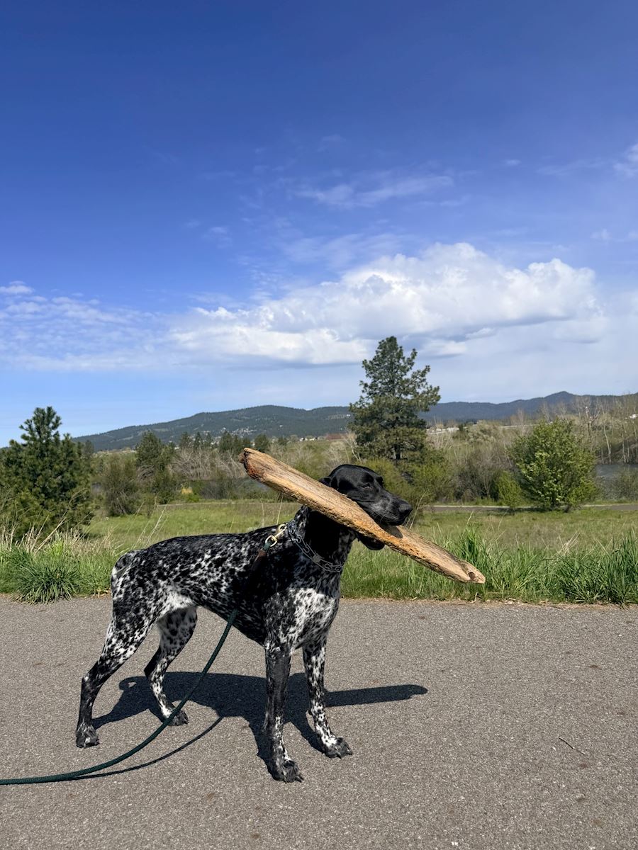 Dog carrying a large stick during a walk in Liberty Lake
