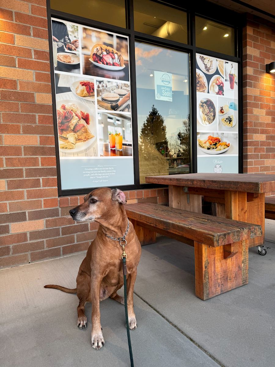Dog outside a café in Liberty Lake
